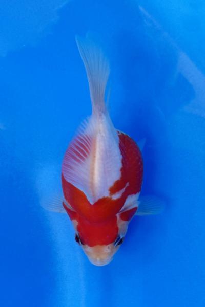 玉サバ♀　11㎝