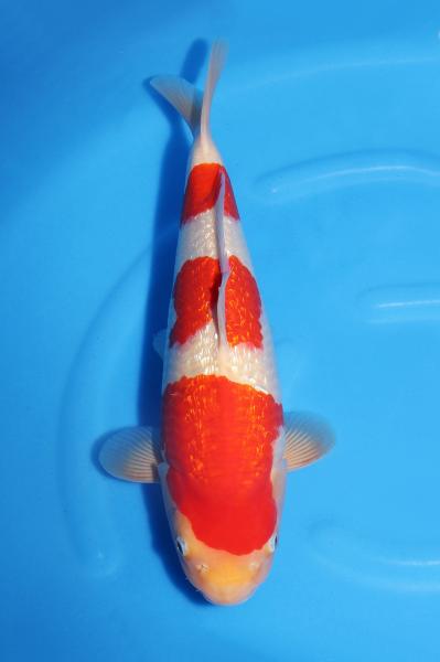 銀鱗紅白♀ 42㎝