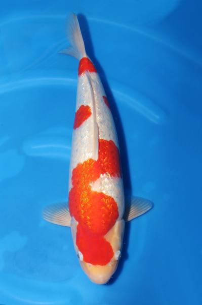 銀鱗紅白♀ 50㎝