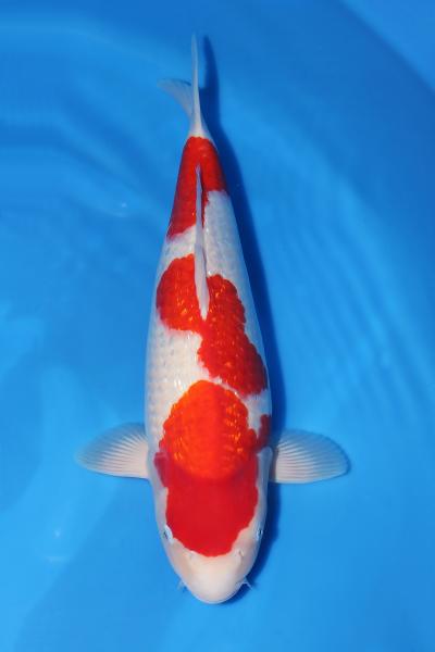 銀鱗紅白♀ 49㎝