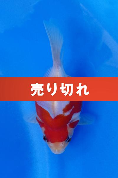 玉サバ♀　11㎝