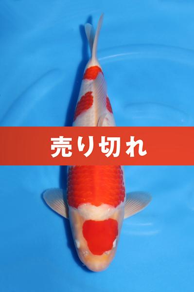 紅白♀　　44㎝