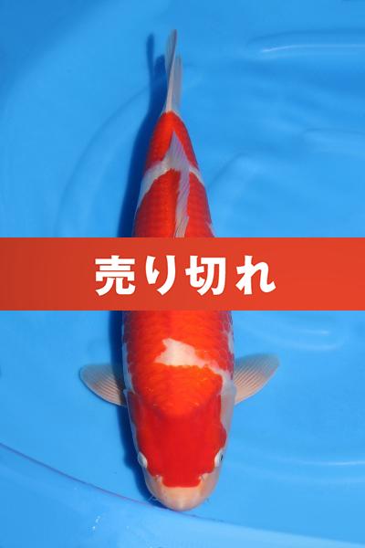 紅白♀　　47㎝