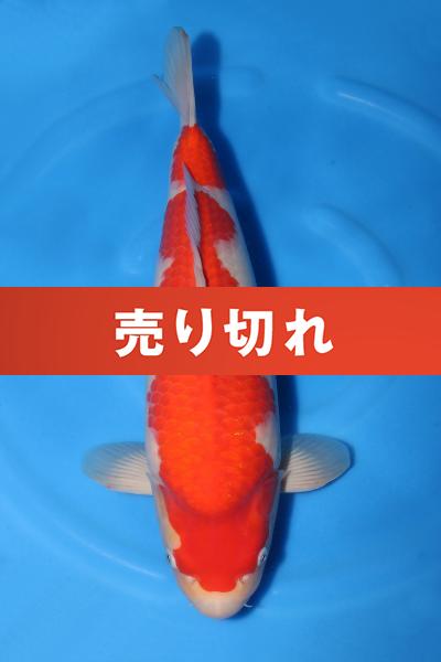 紅白♀　　46㎝