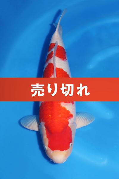 紅白♀　58㎝