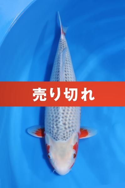 浅黄♀ 46㎝