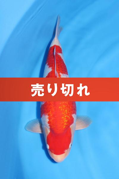 銀鱗紅白♀ 50㎝