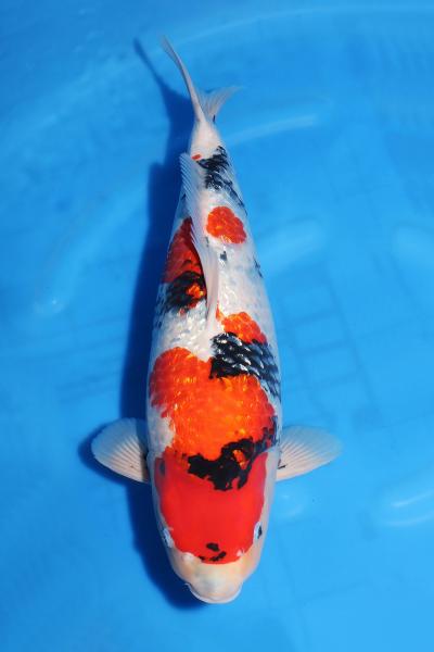 銀鱗昭和♀ 55㎝