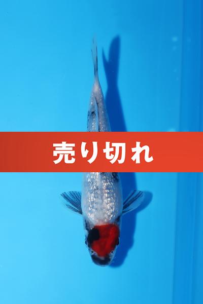 銀鱗丹頂昭和 15㎝