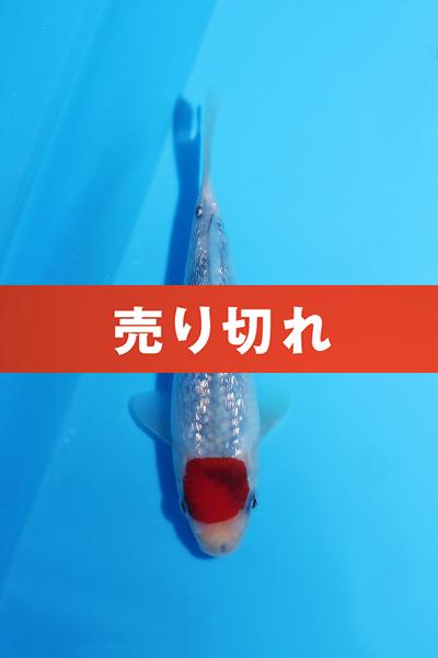 銀鱗丹頂三色 15㎝