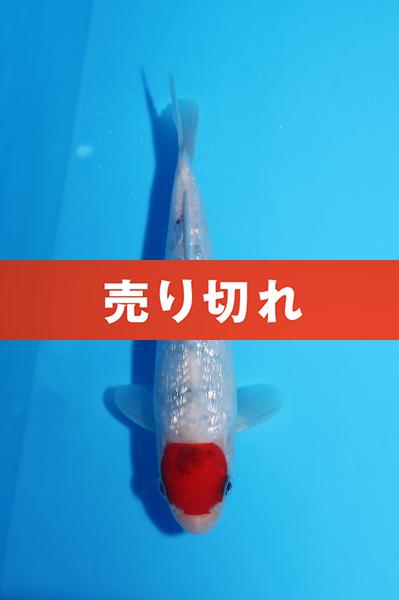 銀鱗丹頂三色 17㎝