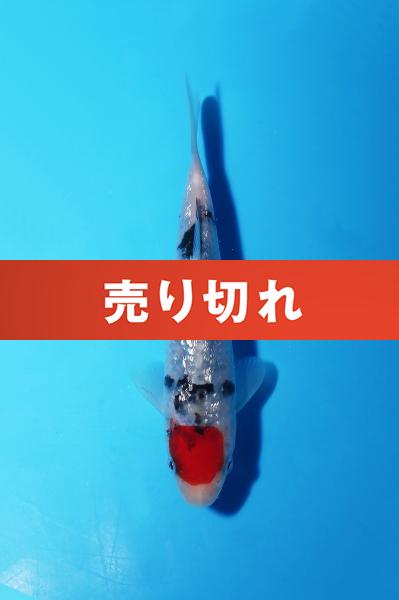 銀鱗丹頂三色 14㎝