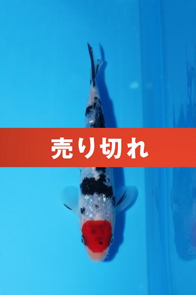 銀鱗丹頂三色 16㎝